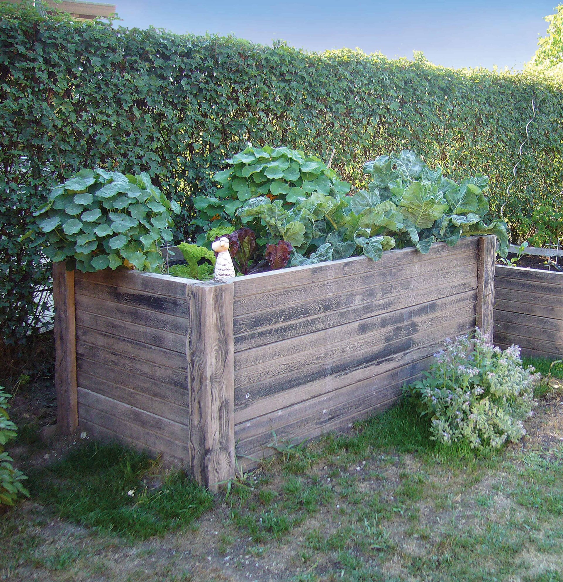 Hochbeet | Versteinertes Holz | Hochbeet aus Beton | Häusler